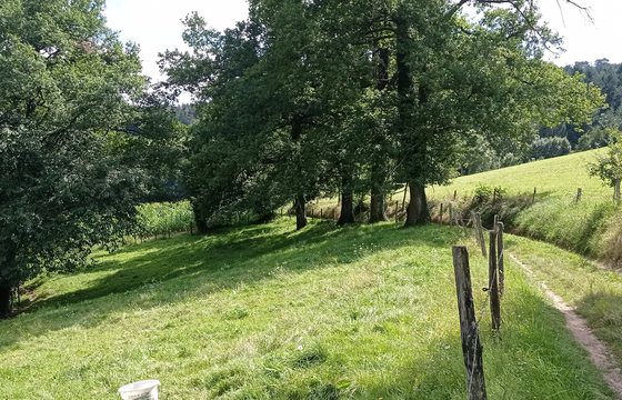 Nature dans les Monts du Lyonnais